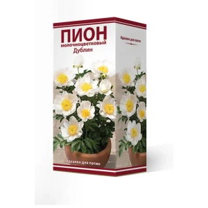Пион молочноцветковый травянистый «Дублин для Патио» разбор 2-3 82661855 STLM-2006486