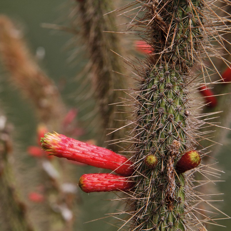 1241/CX38 Картина 1241 Adriani e Rossi 