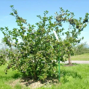 Саженец рябины Арония черноокая h40 см 89421392