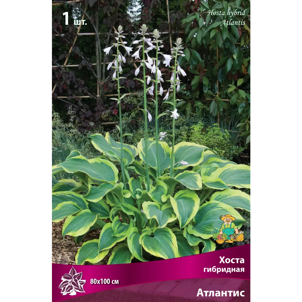Хоста гибридная «Атлантис», 1 шт. 82118738 STLM-2125638 Santreyd 