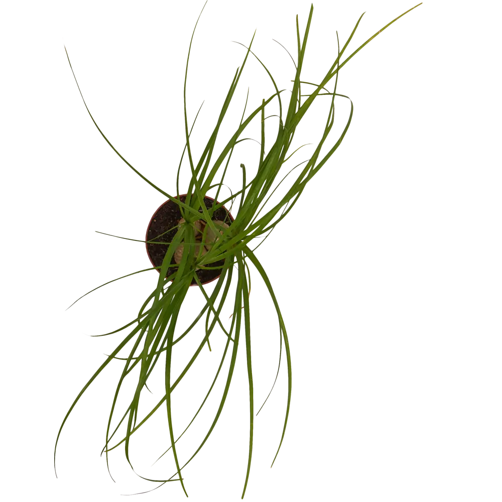 Нолина Santreyd — мексиканская пальма для стильного интерьера 82383267 STLM-0951151 - Вид №1