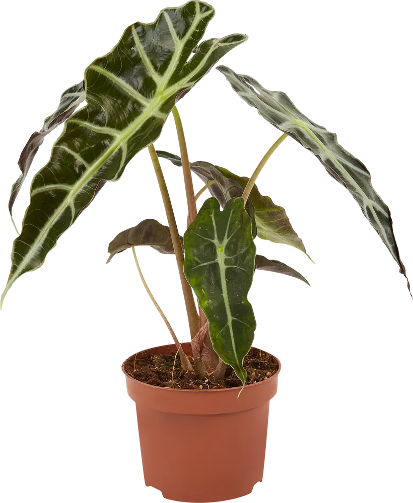 Santreyd Алоказия Бамбино Эрроу — стреловидная красота с фиолетовым отливом 85062755