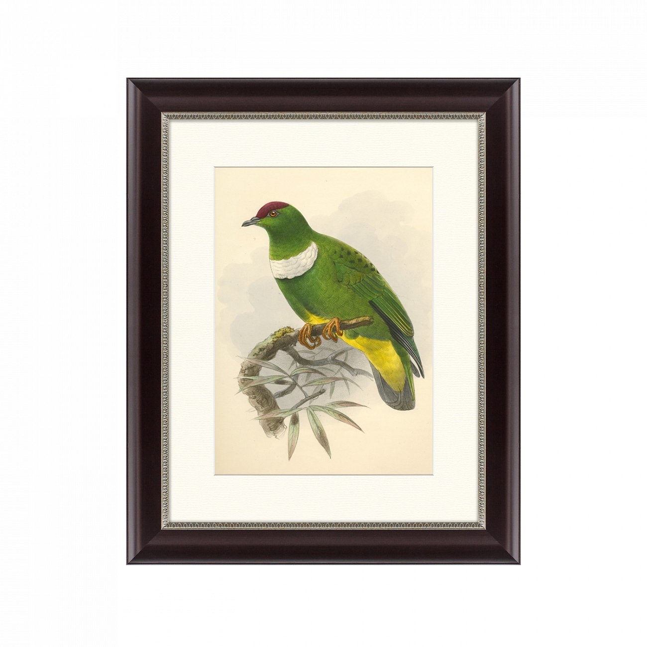 Литография на тонированной бумаге 42х52 см "Белозобый пёстрый голубь, литография, 1870г" КАРТИНЫ В КВАРТИРУ  093844 Бежевый;белый;зеленый;разноцветный  - Вид №1