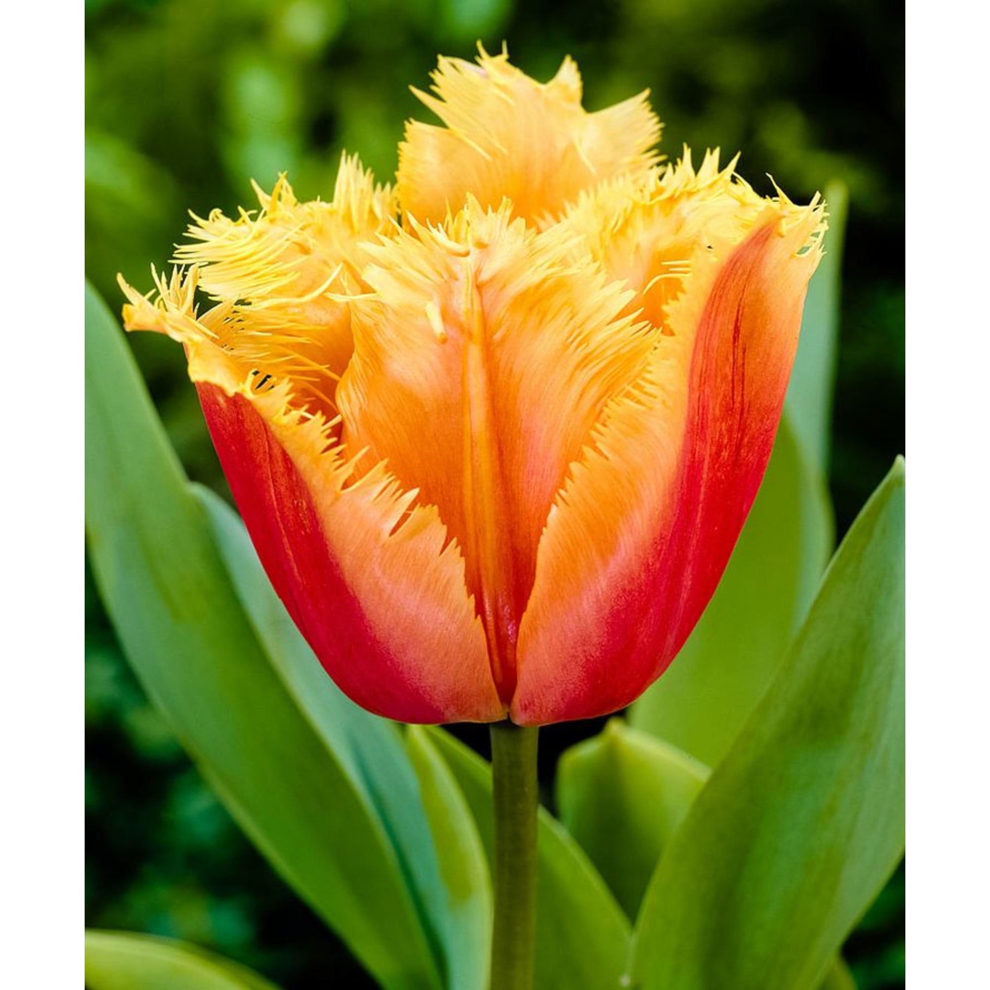 89078535 Тюльпан бахромчатый Ламбада луковица 11/12, 10 шт Santreyd 