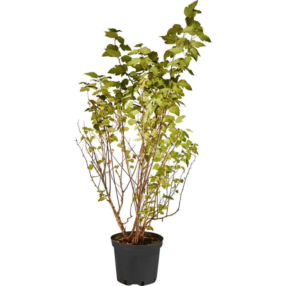 Santreyd Пузыреплодник Дартс Голд - золотистый кустарник для ландшафтного дизайна 84815612 STLM-0055577