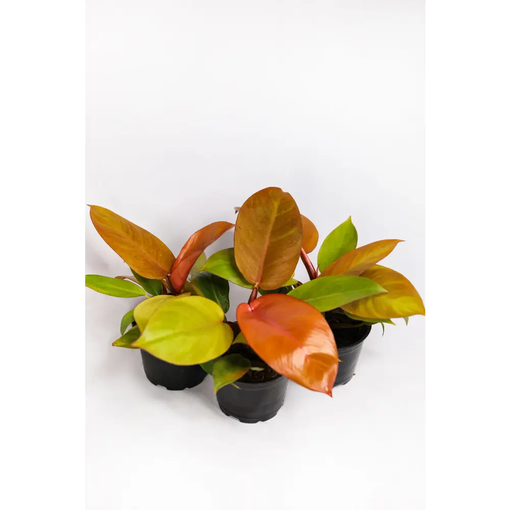 Santreyd Филодендрон Silver Sword с серебристыми листьями 89351066 STLM-0953990 - Вид №7