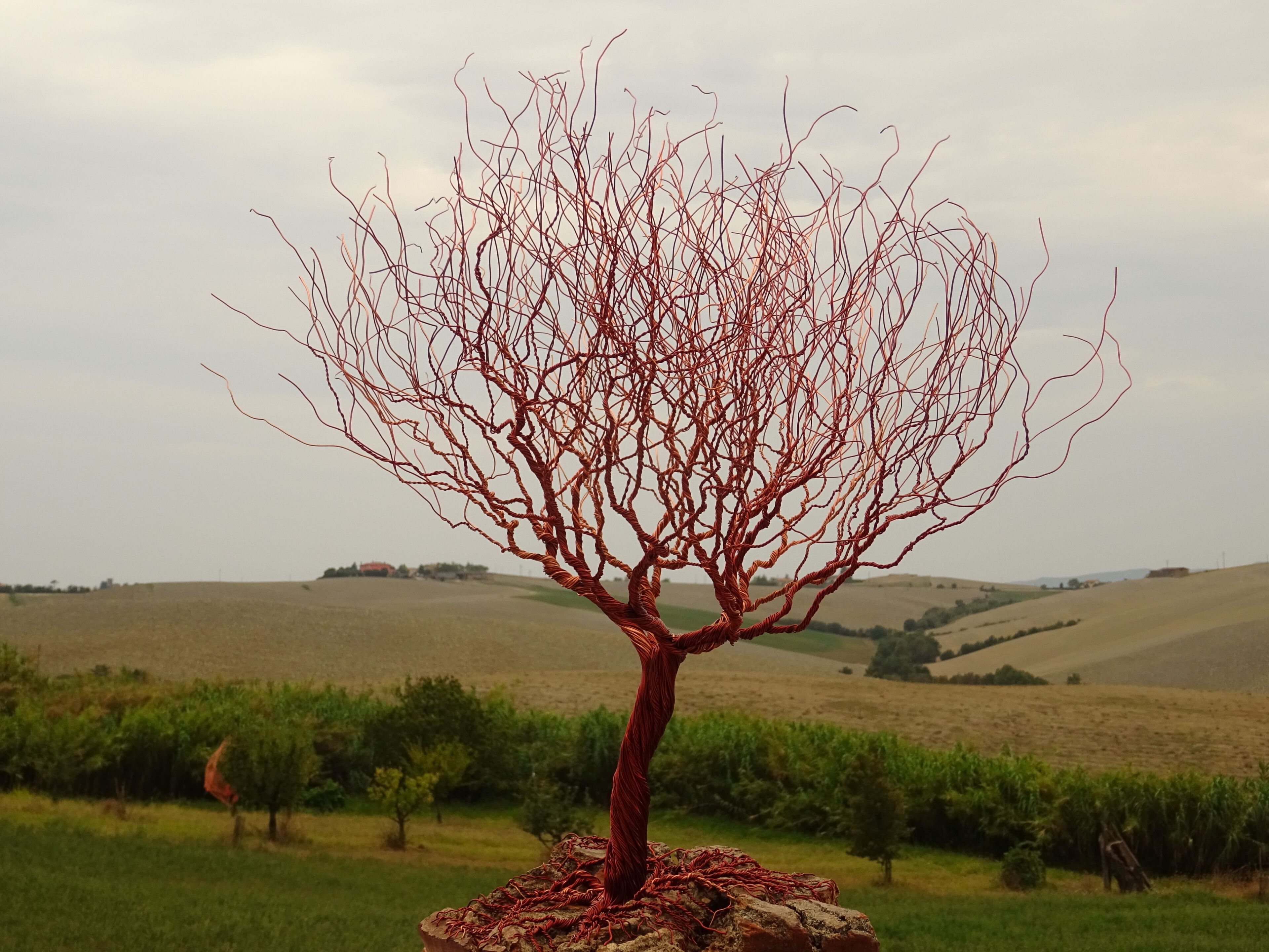 Скульптура из алюминия и оливкового дерева Mosche Bianche Zen Bonsai ARCH-00115115 - Вид №3