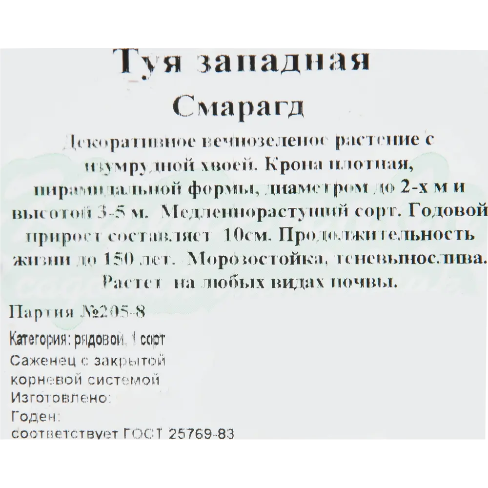 Туя западная «Смарагд» 15x30 см 82596817 STLM-2084001 Santreyd  - Вид №1