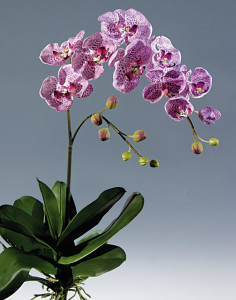 2831 227 a3 Пластиковая орхидея Phalaenopsis, 105 см, real touch, светло-фиолетовый-темно-фиолетовый H-andreas