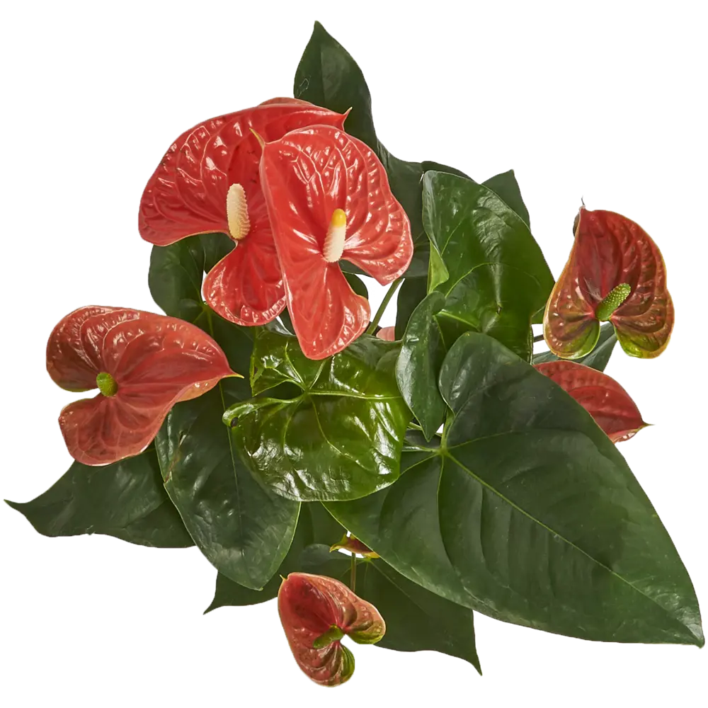 Антуриум микс с большими цветками 17x60 см 82399769 STLM-2201600 Santreyd  - Вид №1