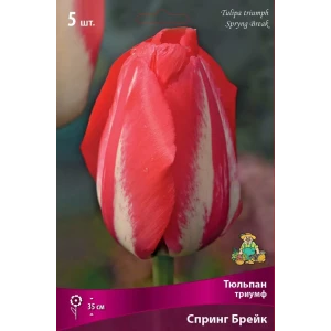 Тюльпан Триумф «Спринг Брейк» размер луковицы 12, 5 шт. 82662943 STLM-2121757