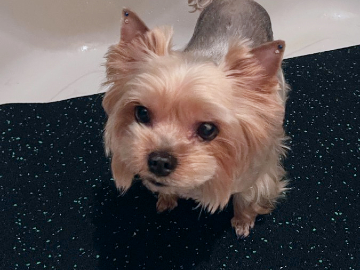 8.4.4.ADW.Bg Коврик для мытья собак Alegria dog washer  - Вид №2