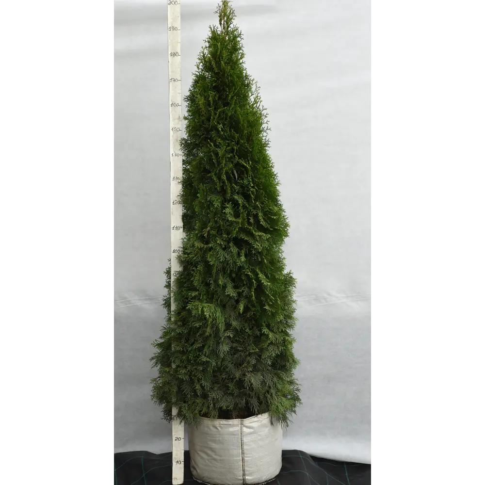 Туя западная «Смарагд» 60x160-180 см 82676771 STLM-2061246 Santreyd 
