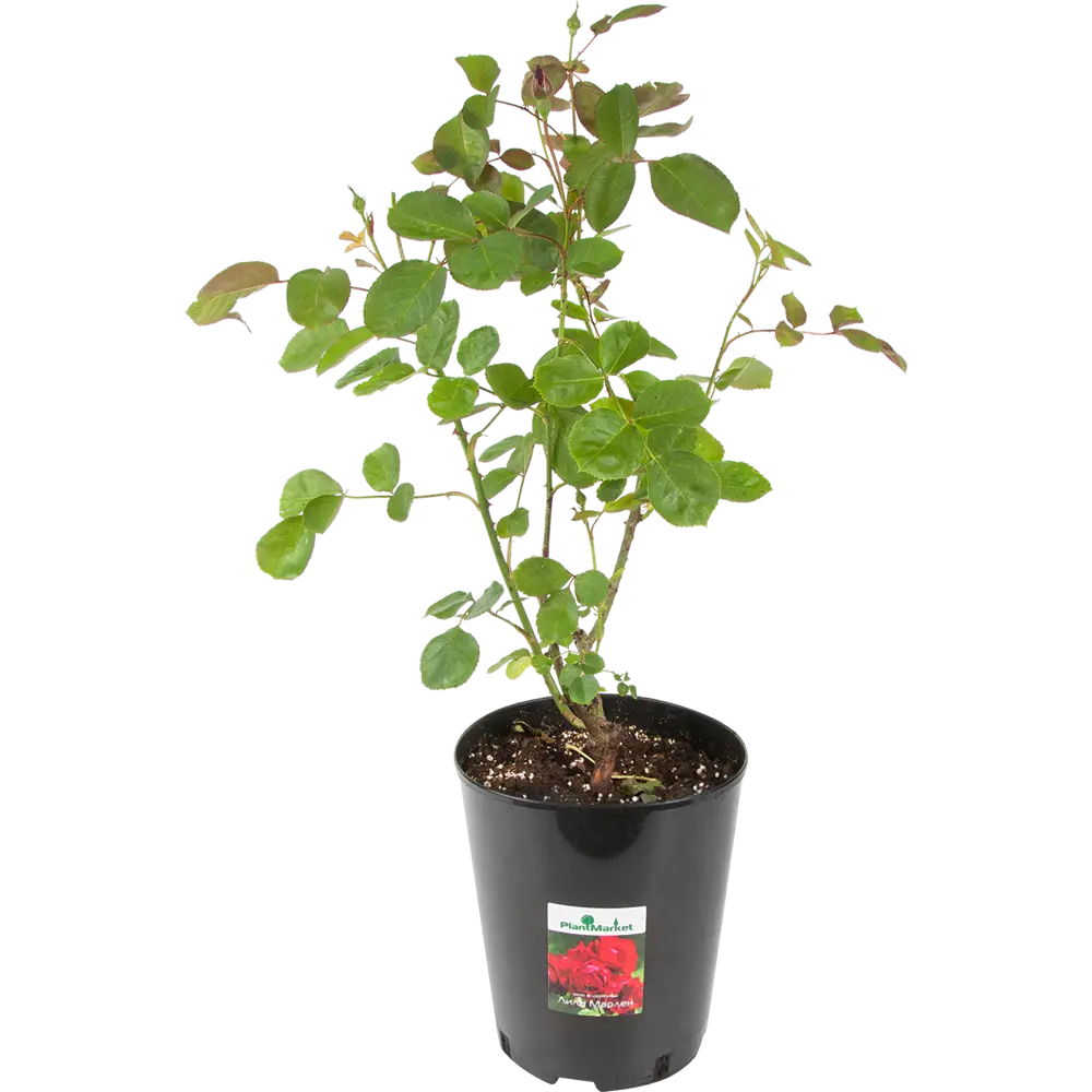 Роза флорибунда «Лили Марлен» 19x55 см 82625109 STLM-2167617 PLANTMARKET 