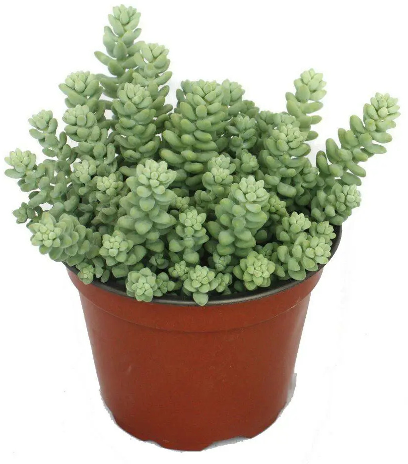 Santreyd Седум: морозостойкий суккулент для сада и интерьера 83248247