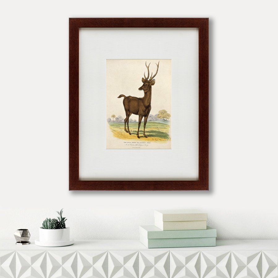 Литография на тонированной бумаге 42х52 см A Rusa deer, 1830 КАРТИНЫ В КВАРТИРУ  135648 Бежевый;белый;коричневый;разноцветный  - Вид №1