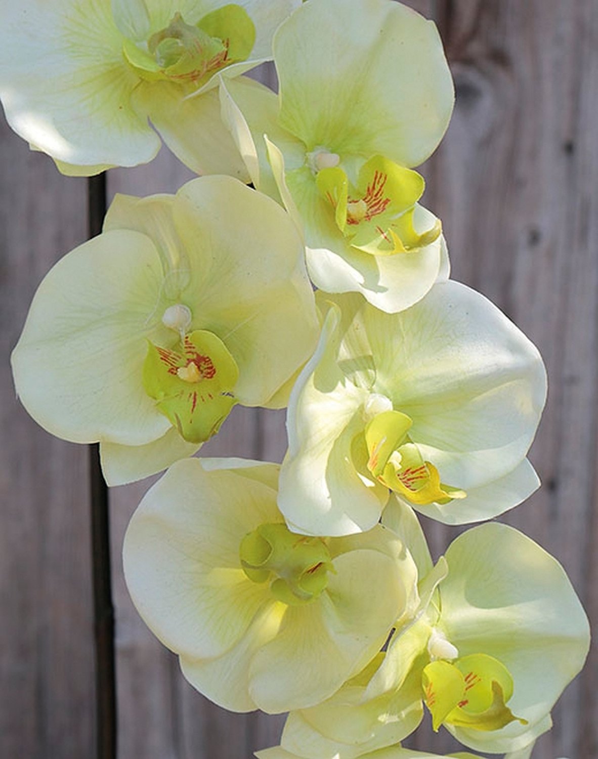 2508 788 a3 Искусственная орхидея Phalaenopsis, 110 см, real touch, бежево-зеленая H-andreas 