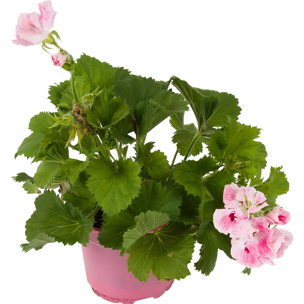 Santreyd Пеларгония грандифлора — цветущий кустарник с розовидными соцветиями 83248148 STLM-0039919