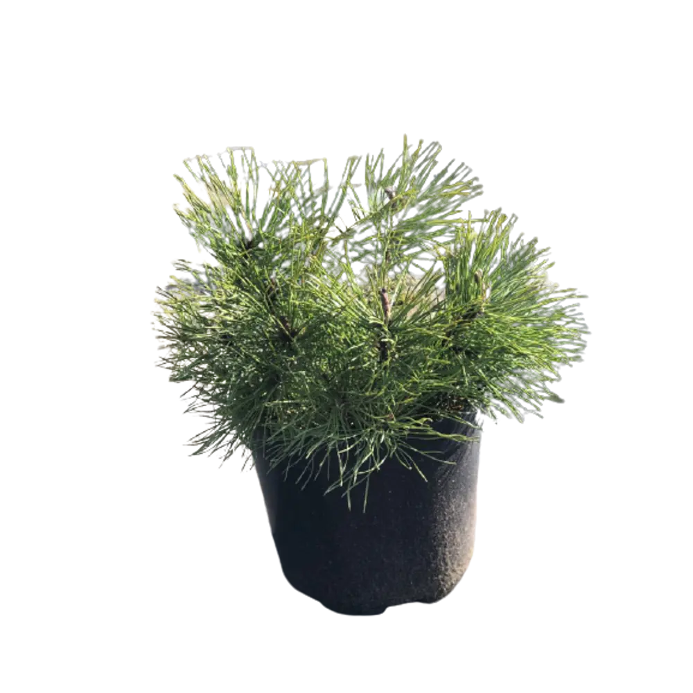 Сосна горная Пумилио ø15 h35 см 84834221 STLM-2127725 PLANTMARKET 