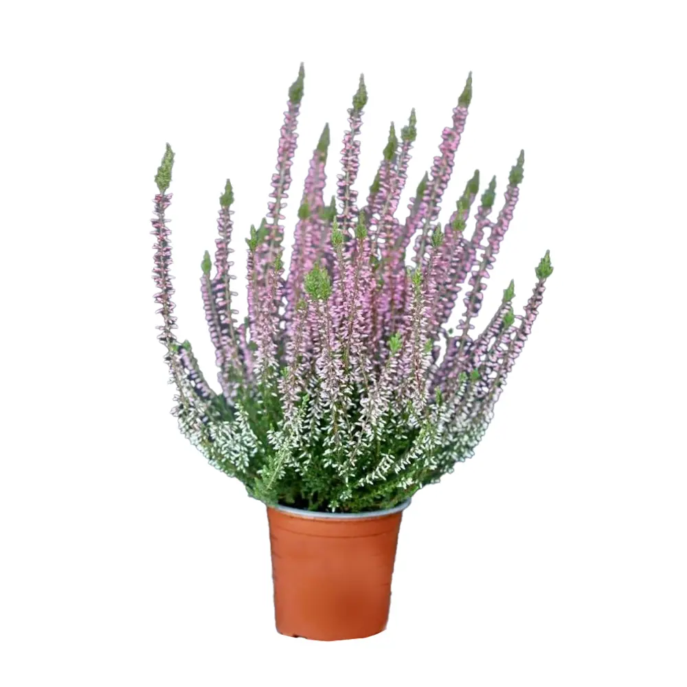 Каллуна Пинк Беттина - декоративный кустарник с розовыми цветами 89437946 Santreyd STLM-1584280