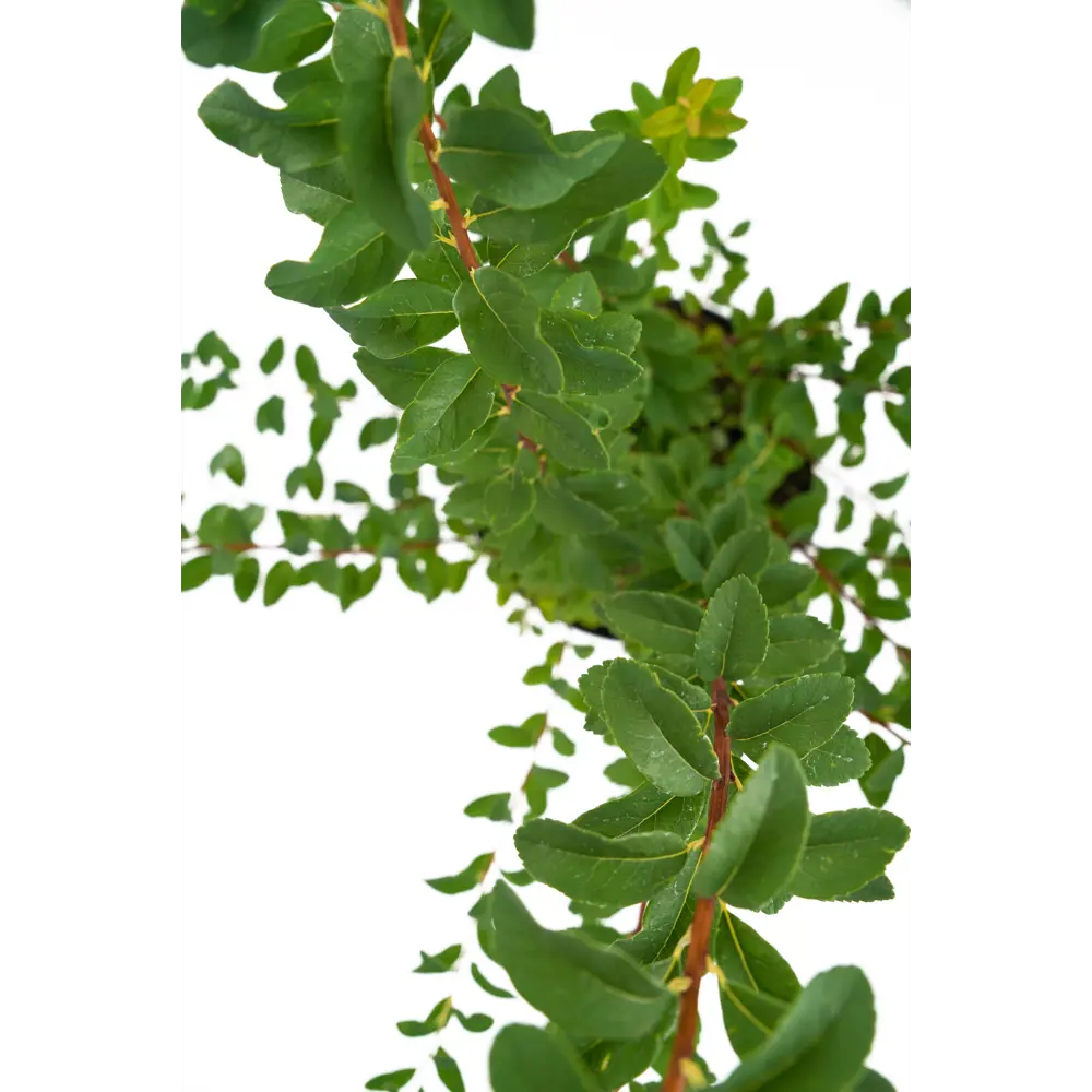 Santreyd Спирея Snowmound - белоснежный фонтан цветов 85292556 STLM-0060897 - Вид №3