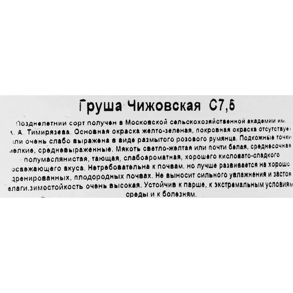 Груша «Чижовская» 25x120 см 82585413 STLM-2128366 Santreyd  - Вид №2