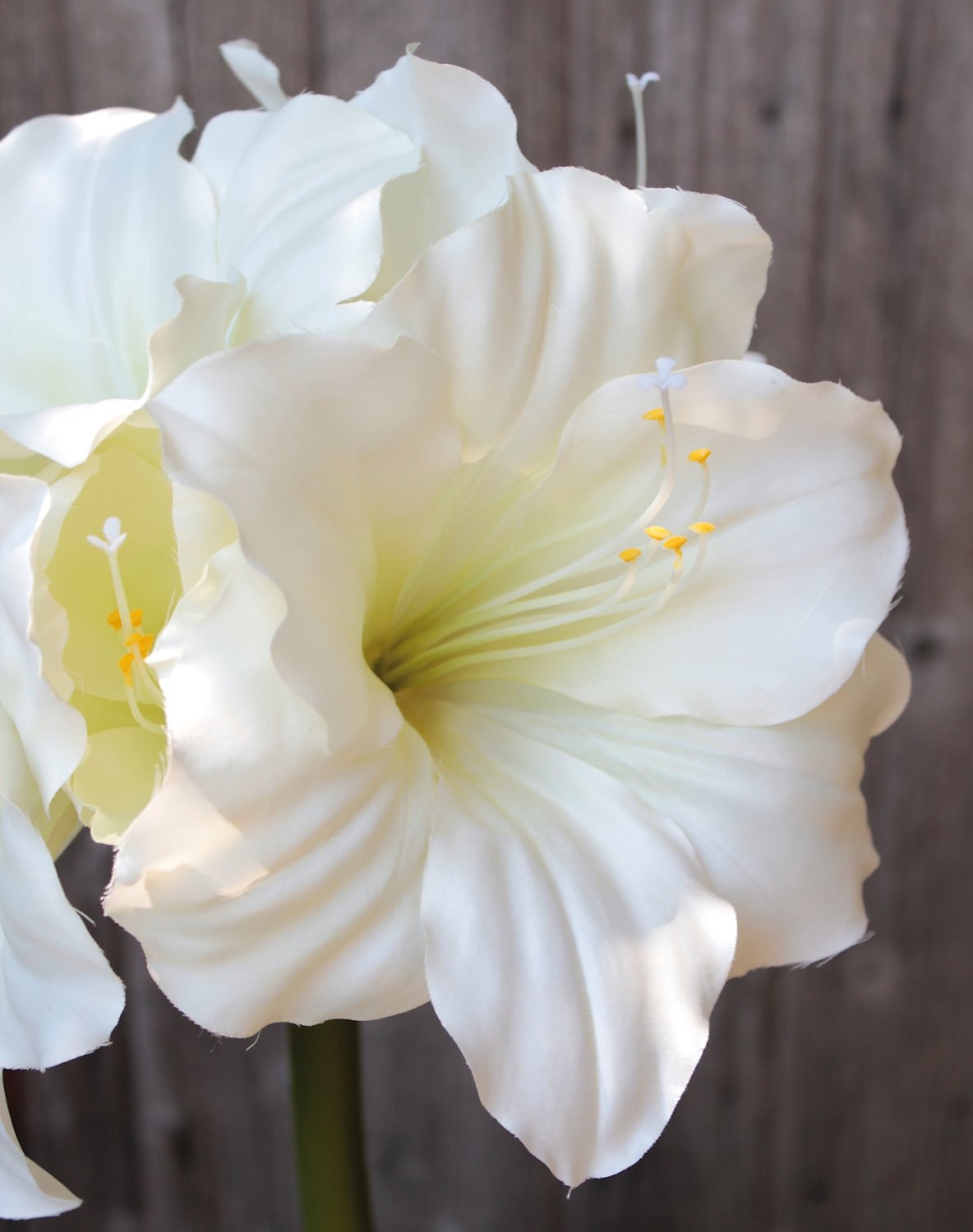 2445 777 a3 Амариллис шелковый, 71 см, белый H-andreas  - Вид №2