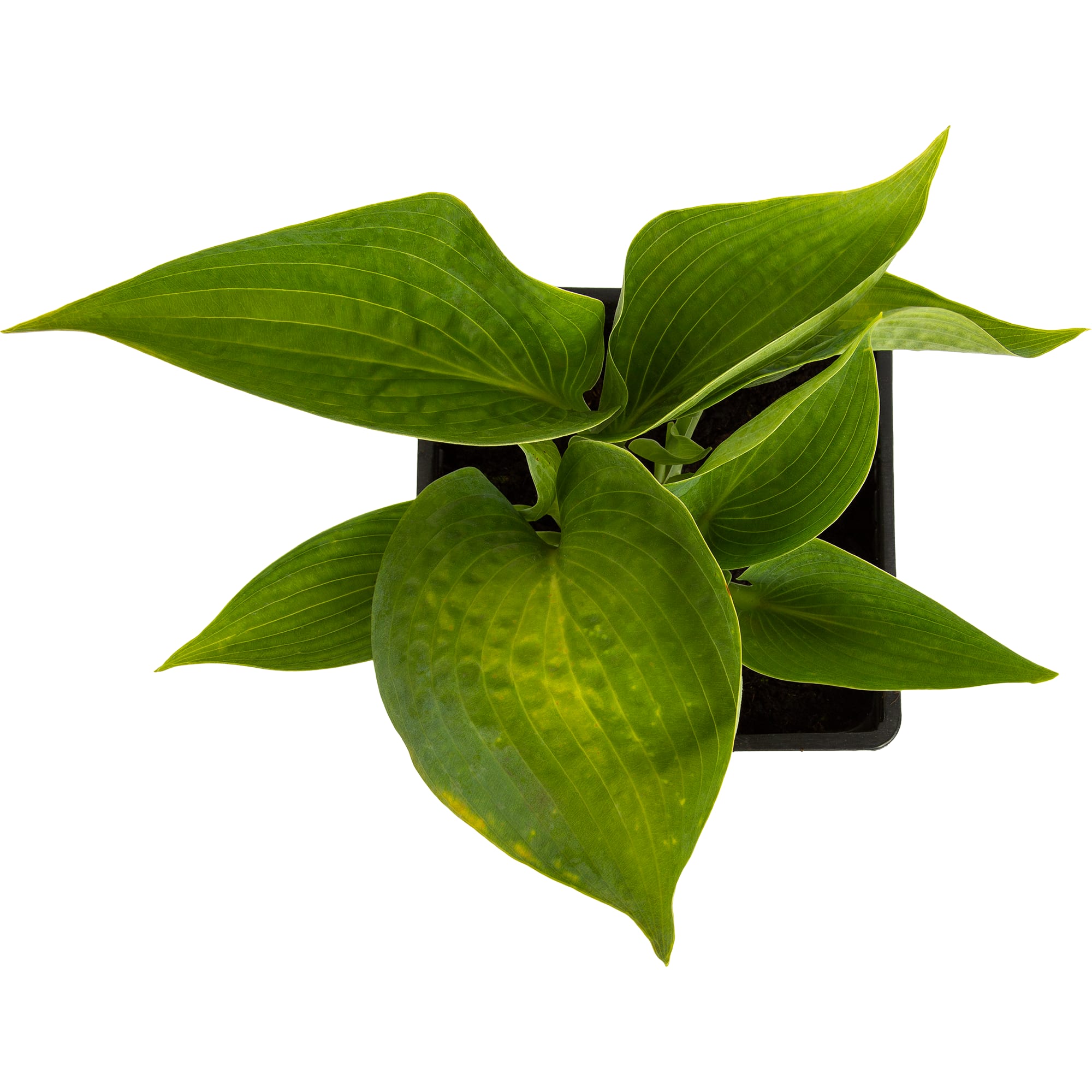 83248249 Хоста ø15 h30 см Santreyd 