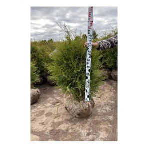 Туя западная Брабант ø41 h100 - 120 см