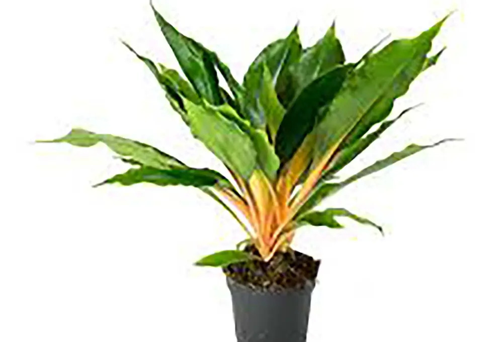 Santreyd Хлорофитум Грин Оранж — комнатный цветок с розовыми черешками 89296607