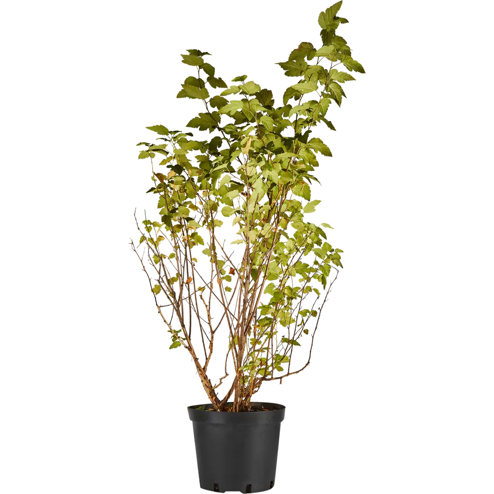 Santreyd Пузыреплодник Дартс Голд - золотистый кустарник для ландшафтного дизайна 84815612 STLM-0055577 - Вид №1