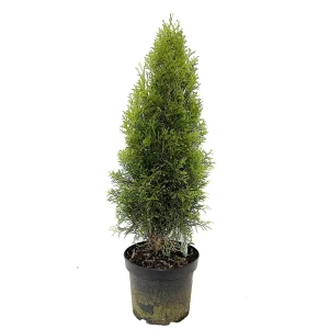 Туя западная Smaragd ø23 h70 см 88309641 STLM-2040192