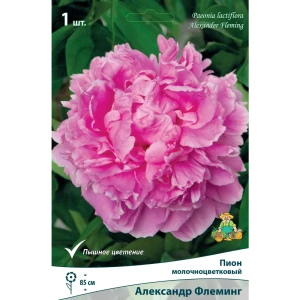 Пион травянистый Александр Флеминг Капер луковица 1-2 83600094 STLM-2054993