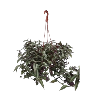 Santreyd Традесканция Зебрина в кашпо — изящное украшение интерьера 85535972