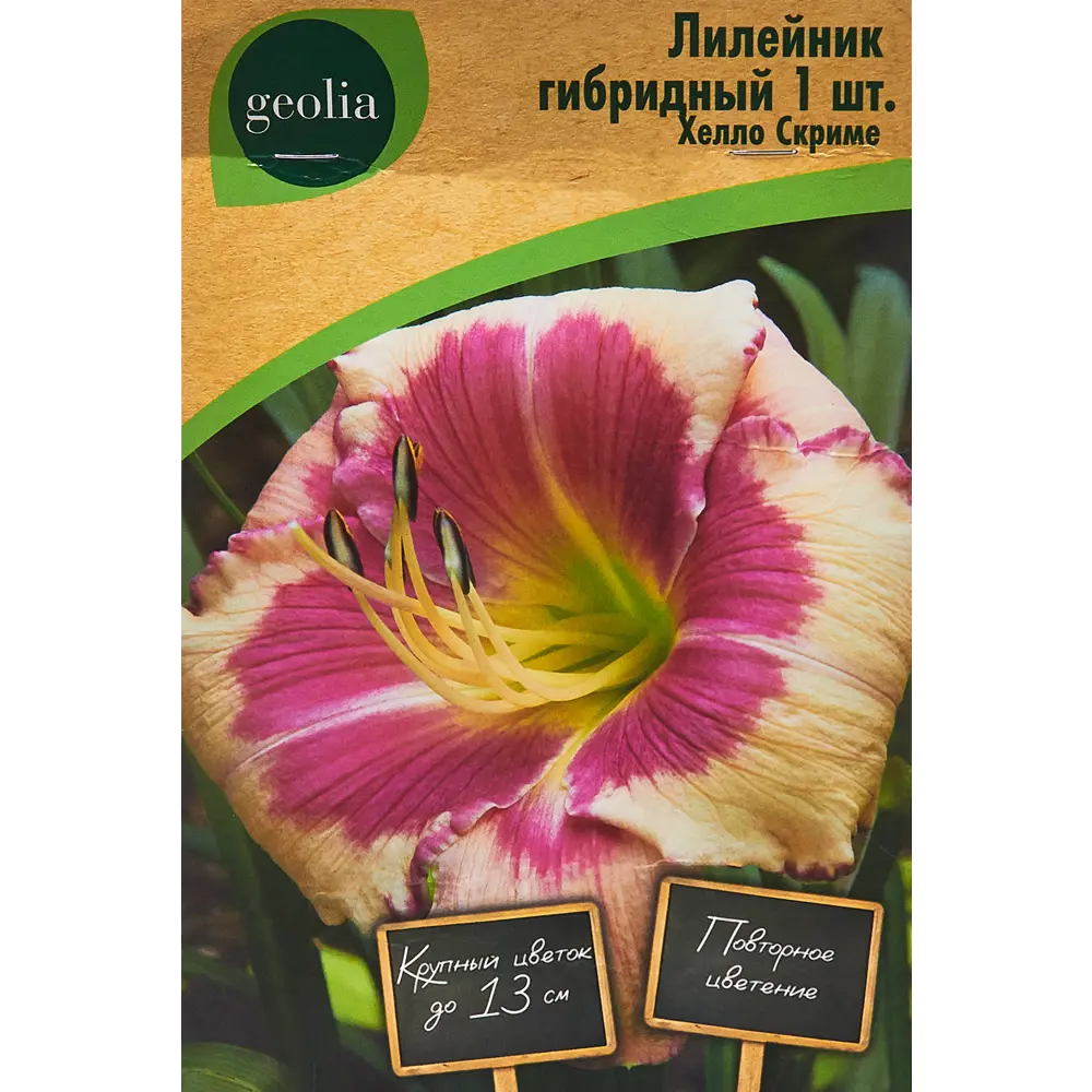 Лилейник Geolia гибридный Хелло Скриме 86408712 STLM-2194222 
