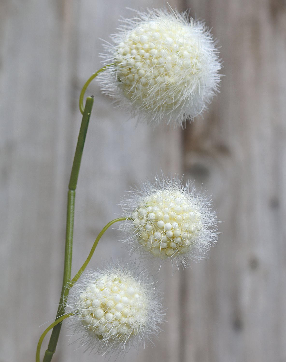 5549 778 a3 Фруктовая ветка гомфокарпус, 60 см, бежево-белая H-andreas  - Вид №1