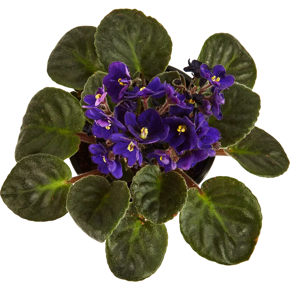 Santreyd Сенполия - цветущее комнатное растение с бархатными листьями 88876072 STLM-0815208 - Вид №2