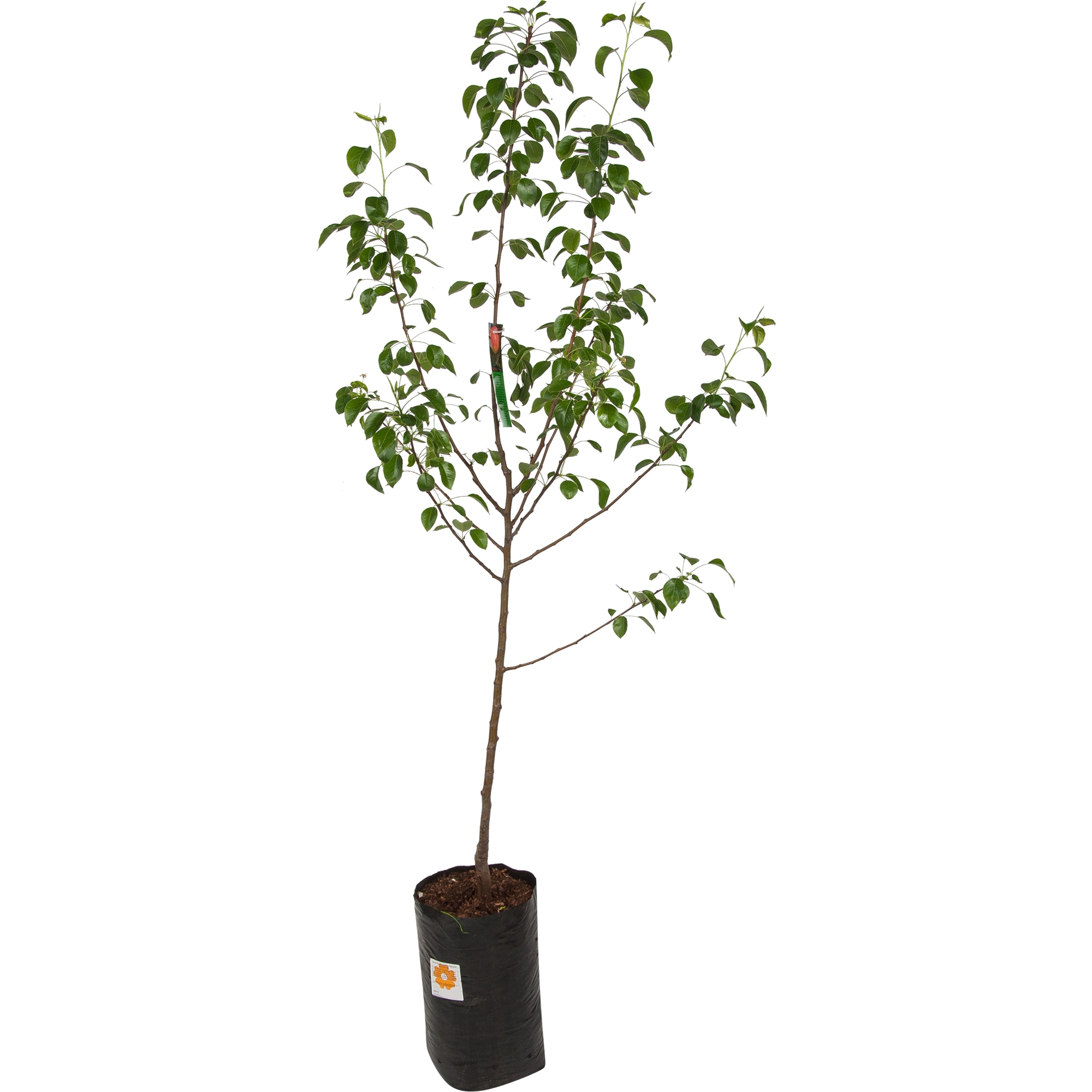 82601714 Груша обыкновенная «Красуля» 3-5 л высота 100-180 см Santreyd 