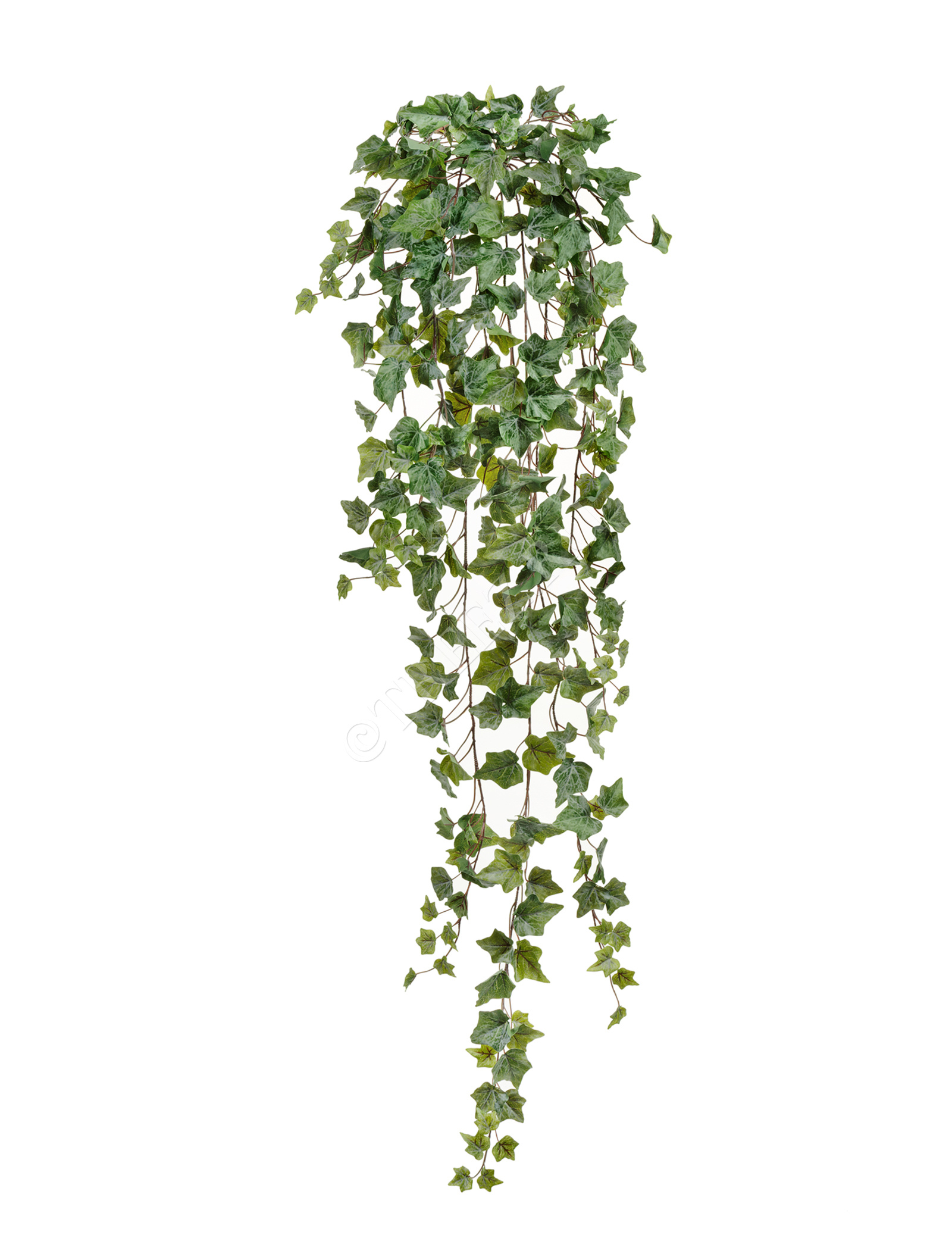 20.05170261GG-M Английский плющ Олд Тэмпл припылённо-зелёный Цветочная коллекция  - Вид №2