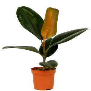 Фикус Эластика Абиджан - комнатное растение с крупными зелеными листьями 89434775