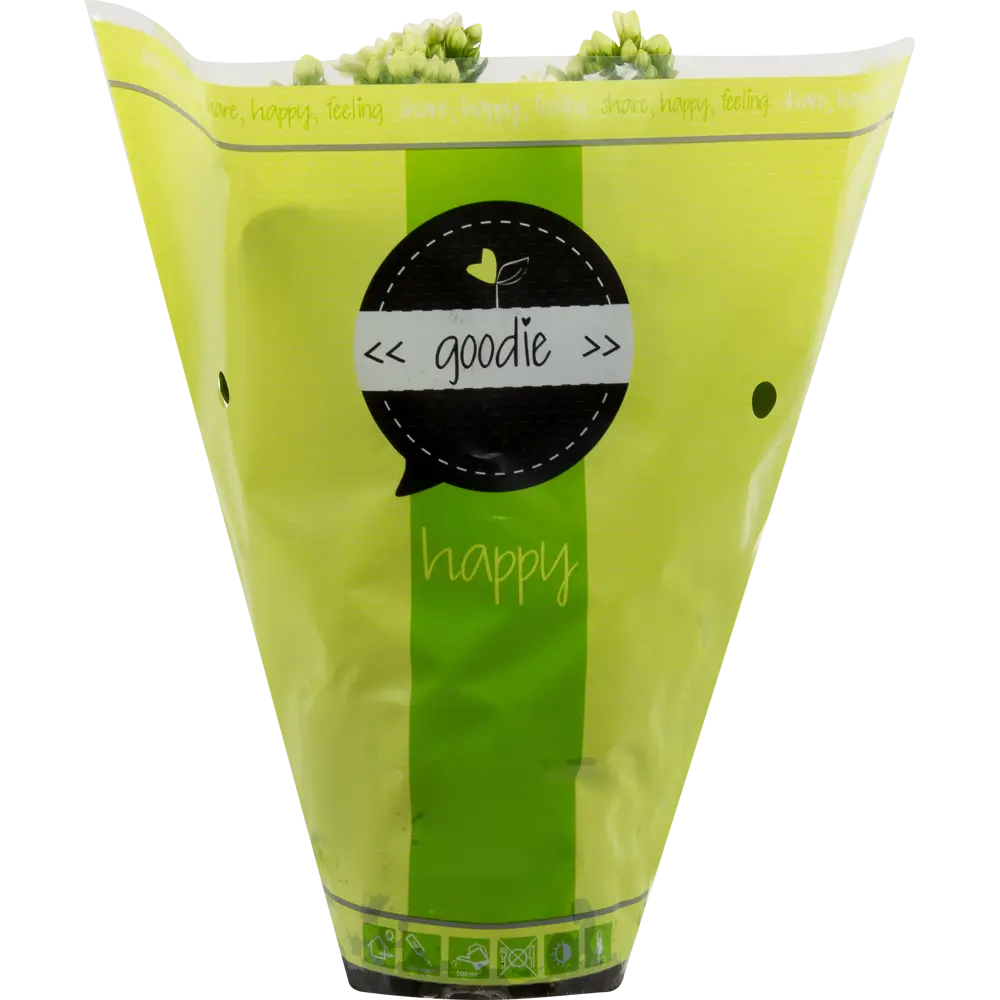 Santreyd Каландива - цветущий суккулент с розовидными соцветиями 17699111 STLM-0008494 - Вид №2