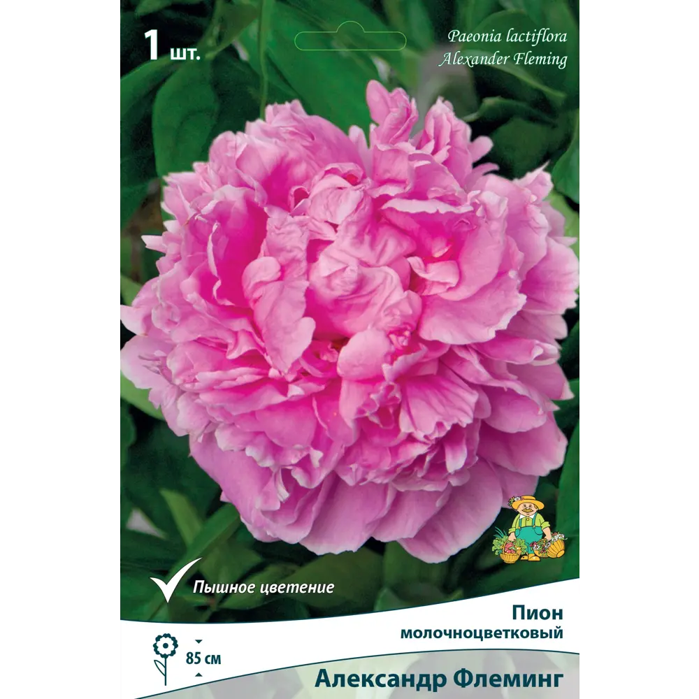Пион травянистый Александр Флеминг Капер луковица 1-2 83600094 STLM-2054993 Santreyd 