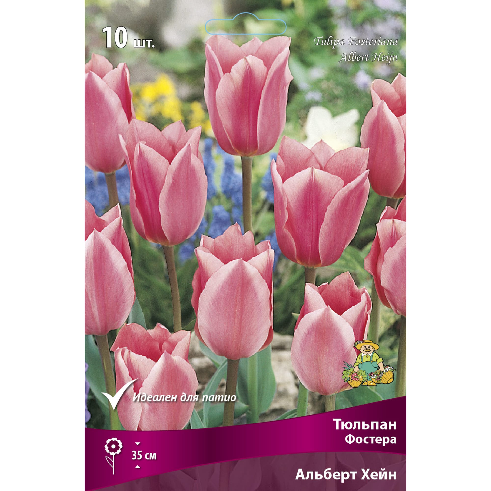 88294853 Тюльпан Фостера Альберт хейн луковица 10/11, 10 шт Santreyd 