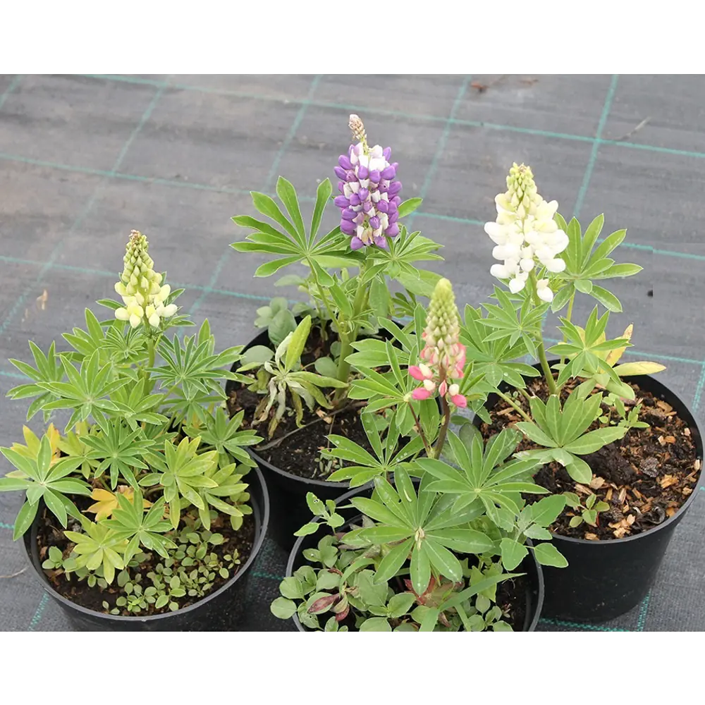 Люпин микс ø12 h20 см Поиск Инвест 84429823 STLM-2095951 Santreyd 