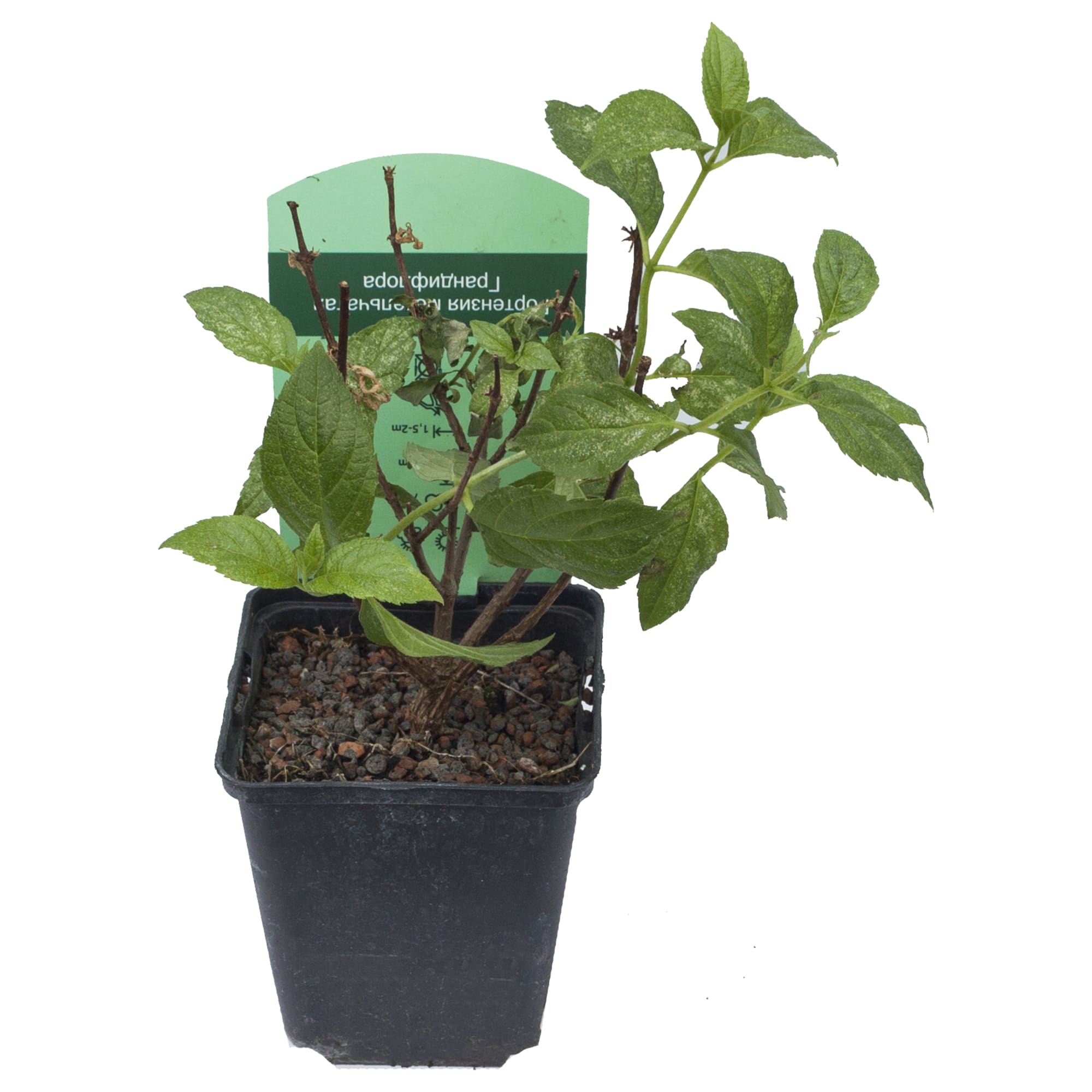 15711323 Гортензия метельчатая Грандифлора, P9 Santreyd  - Вид №1