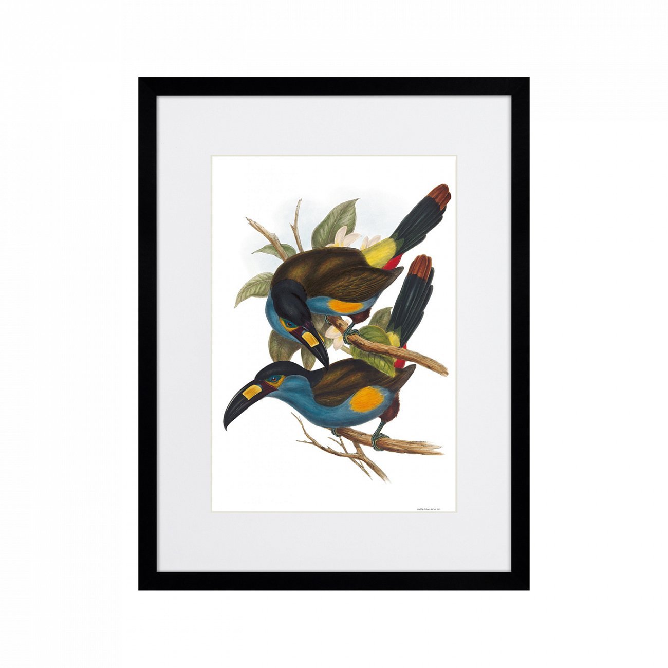 Литография на тонированной бумаге 42х32 см Toucans №4, 1849г. КАРТИНЫ В КВАРТИРУ  264536 Белый;коричневый;разноцветный  - Вид №1