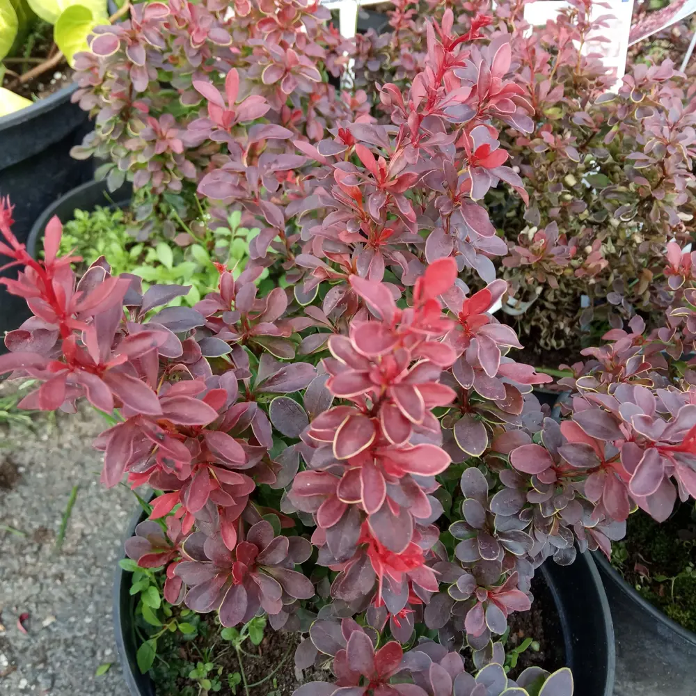 Барбарис Тунберга «Ред Пиллар» 9x15 см 82625247 STLM-2202347 PLANTMARKET 