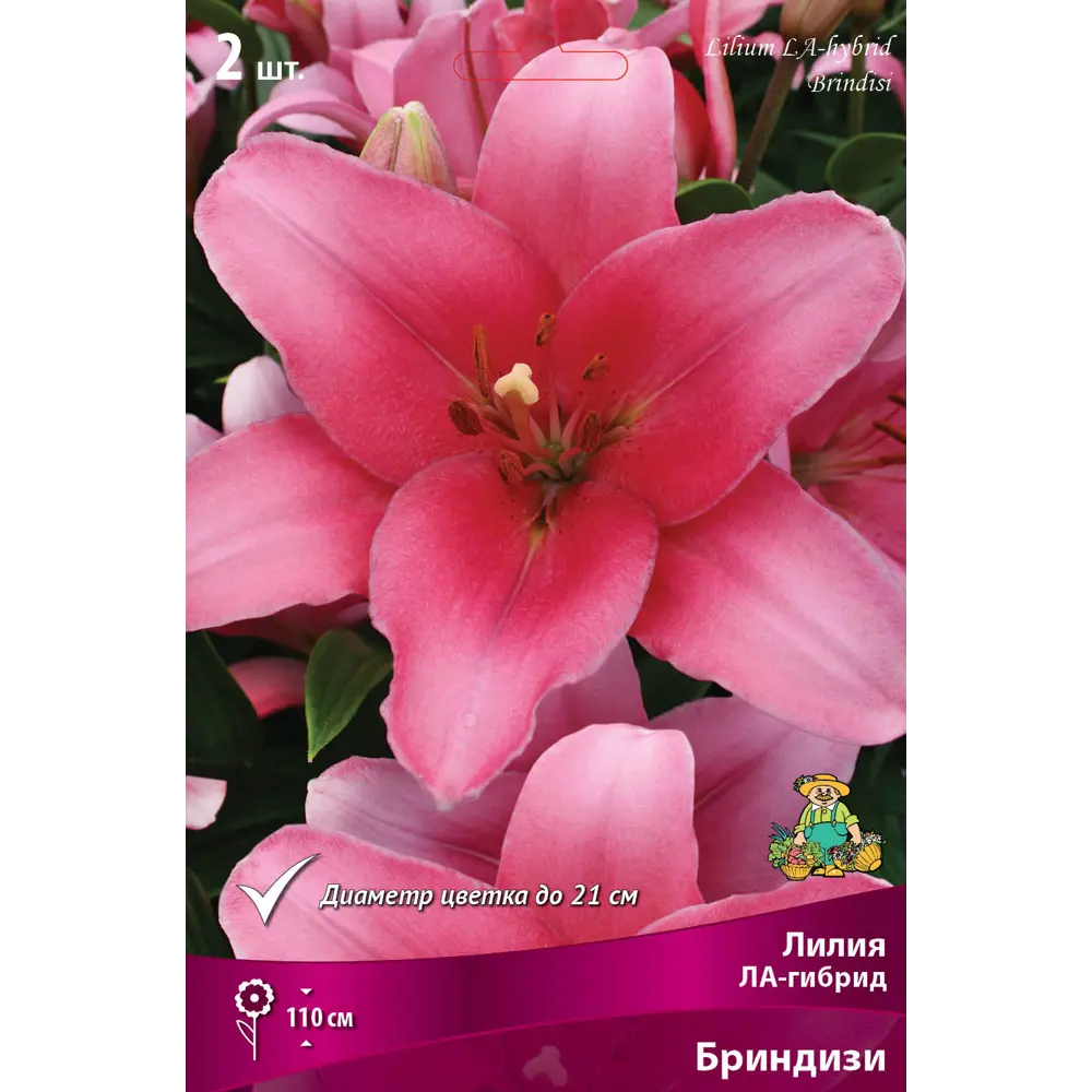 Лилия ЛА-гибрид «Бриндизи» размер луковицы 14/16 82662606 STLM-2176736 Santreyd 