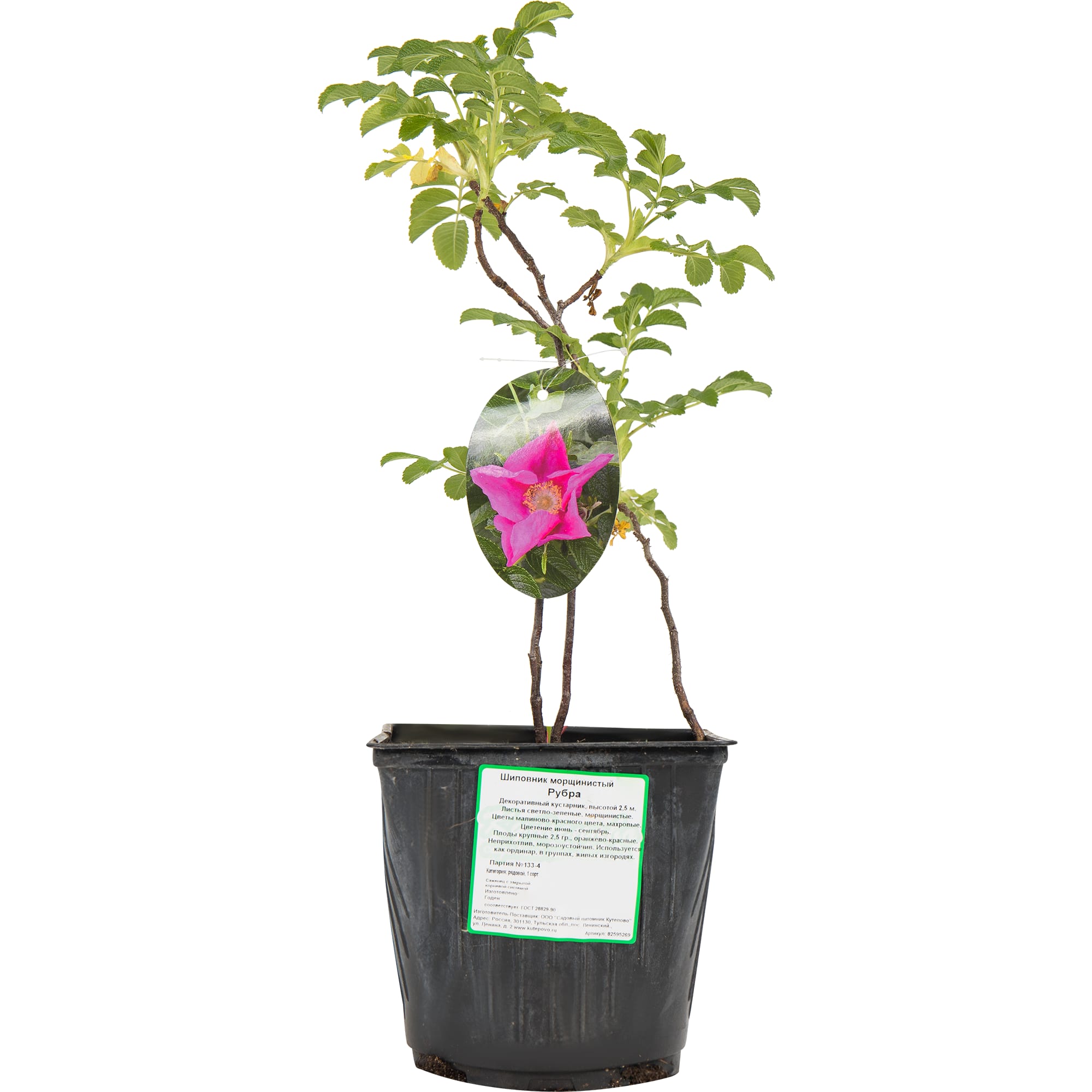 82595269 Шиповник морщинистый «Рубра» 15x40 см Santreyd  - Вид №2