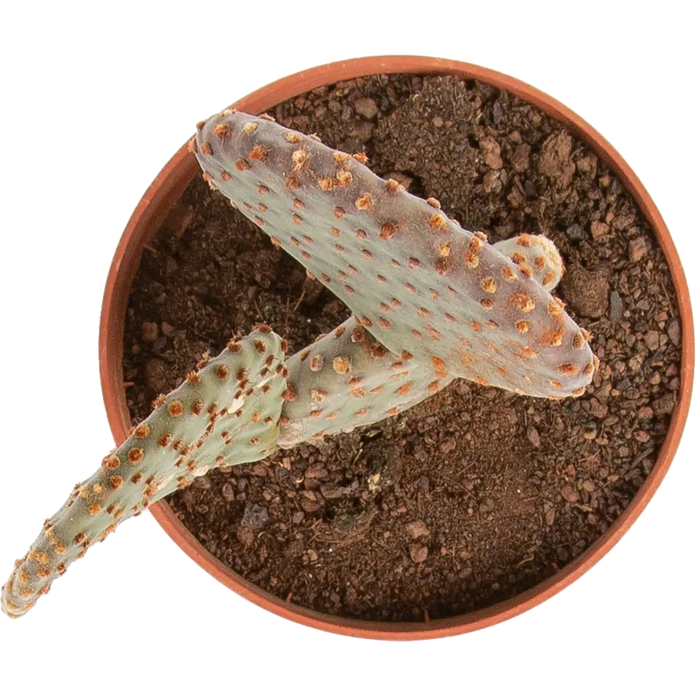 Santreyd Кактус Канарский микс - живой декор для интерьера 85062773 STLM-0058107 - Вид №2